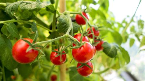 How to stake a tomato plant: expert tips on the best .